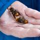 A Washington State Department of Agriculture worker holding two murder hornets.